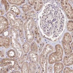 DELGEF Antibody, Novus Biologicals 0.1mL; Unlabeled:Antibodies, Polyclonal